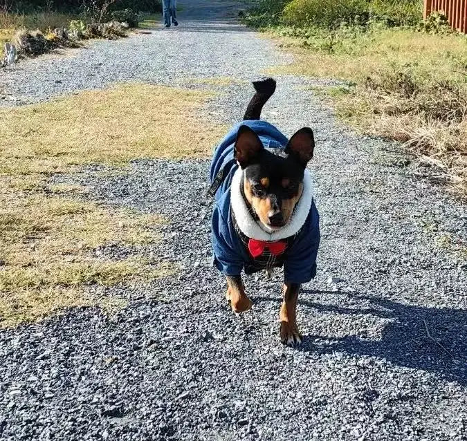 Warm Dog Hoodie Jacket for Small Dogs – Chihuahua & Yorkie Fit